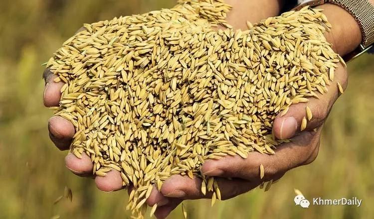 柬埔寨2025年大米出口量创历史新高