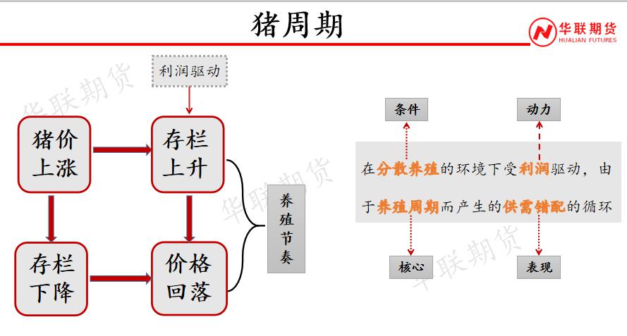 生猪期货上市五周年 从“稳起步”到“深扎根”