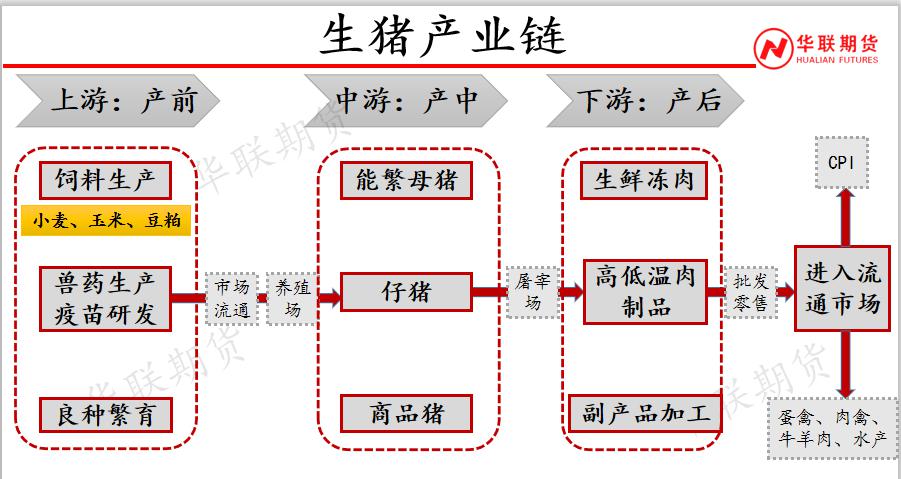 生猪期货上市五周年 从“稳起步”到“深扎根”