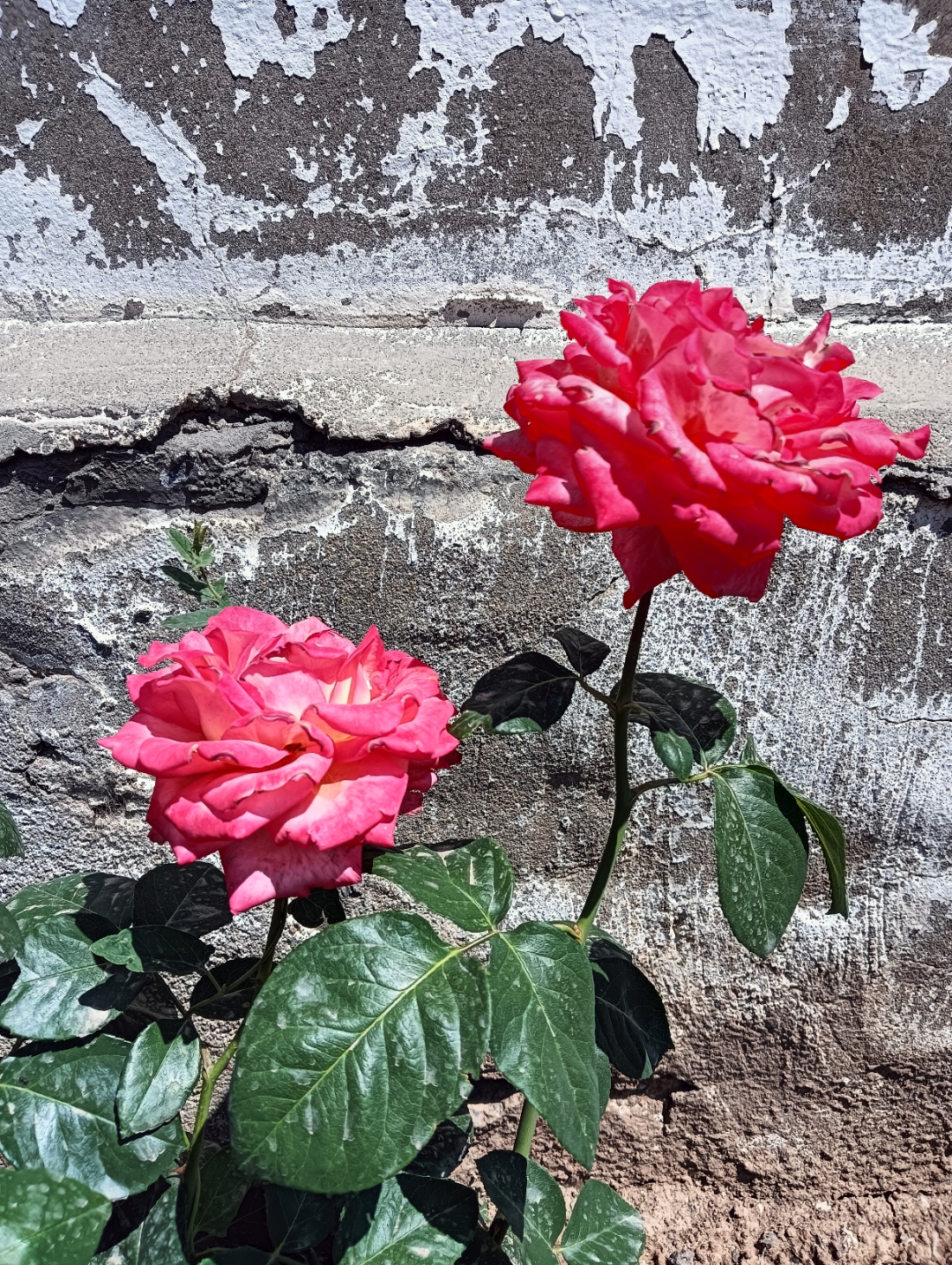 “宝华”月季走红网络 云南花卉“走新”又“走芯”