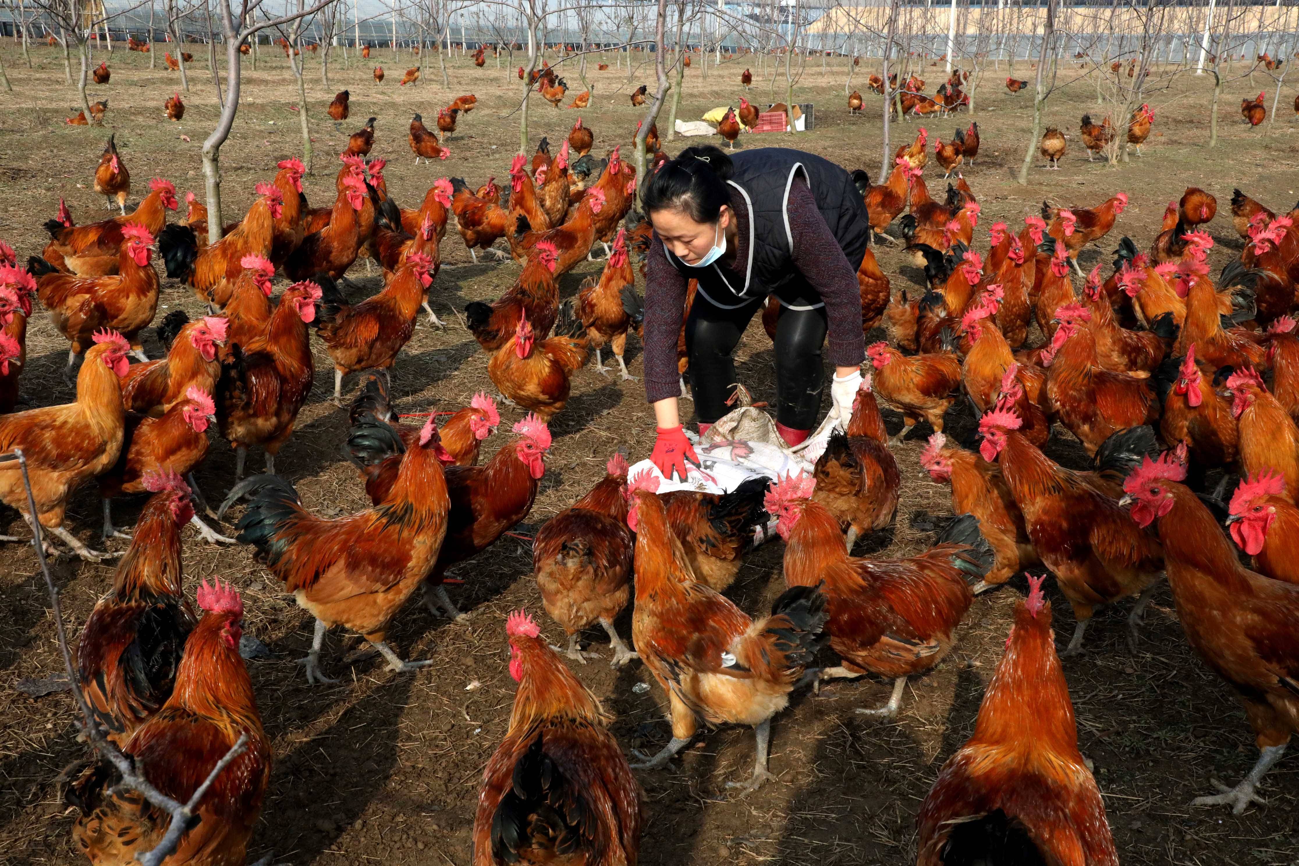 (走进中国乡村)广西农人探索生态特色养殖新模式