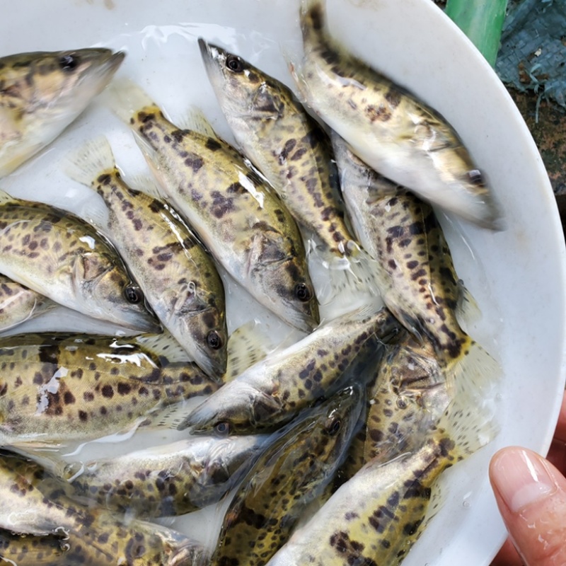 广东台山春节前桂花鱼热销