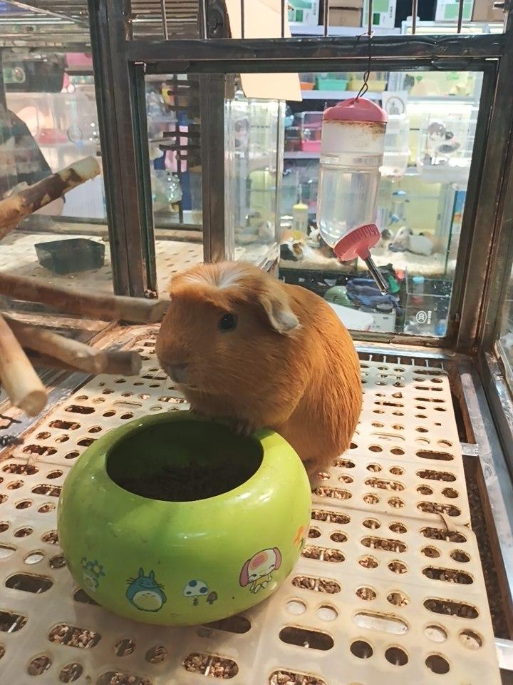 京张高铁“雪具便利行”：坐“D”字头列车也可享雪具随车同行服务