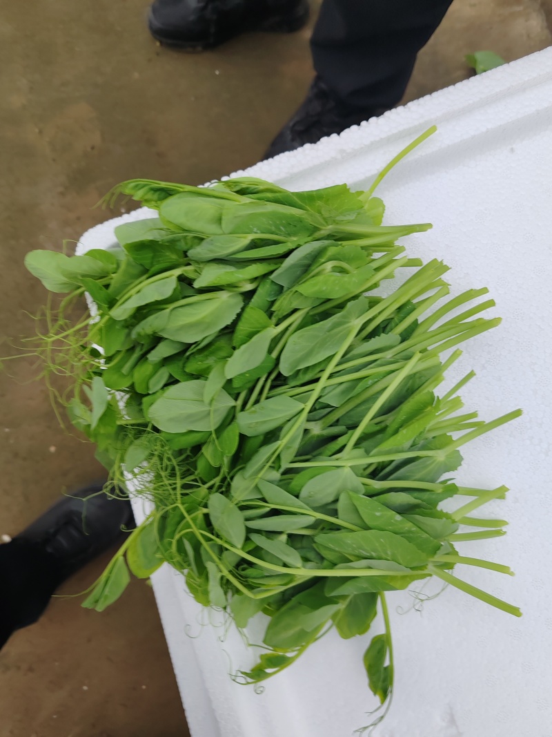 贵州豌豆尖“掐”出千万元产值