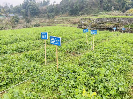 贵州豌豆尖“掐”出千万元产值