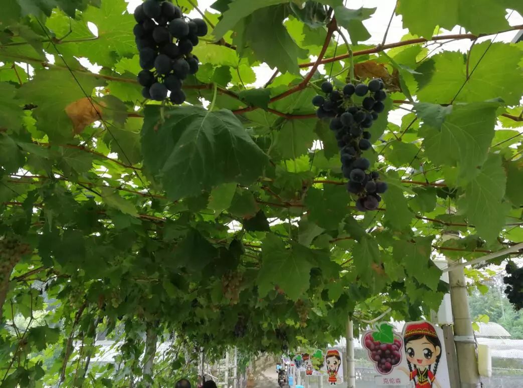 甘肃乡村深闺“甘味”农产品“物畅其流”