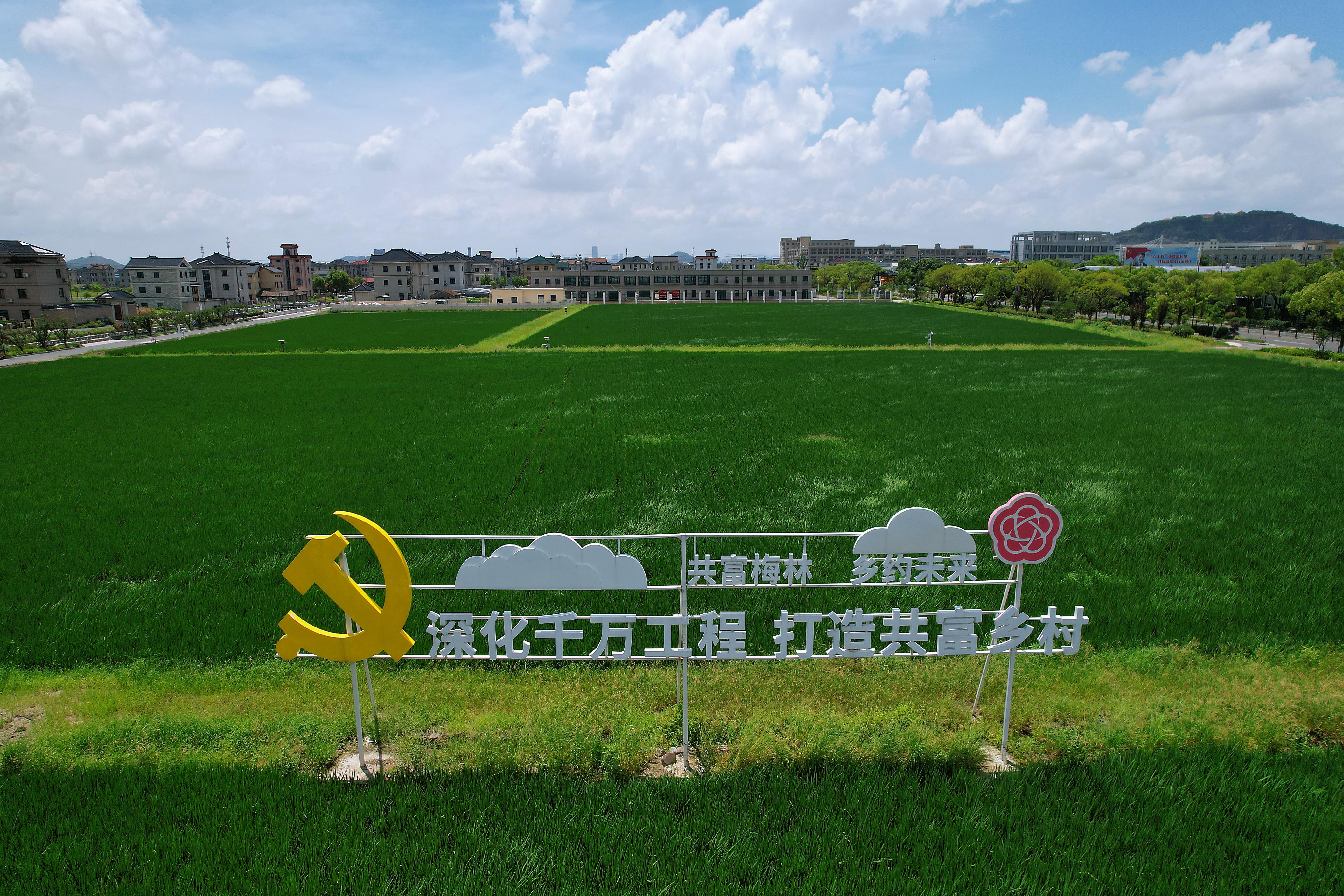 （乡村行・看振兴）重庆乡村“抱团”奔赴振兴路：从“一村探路”到“百村共富”