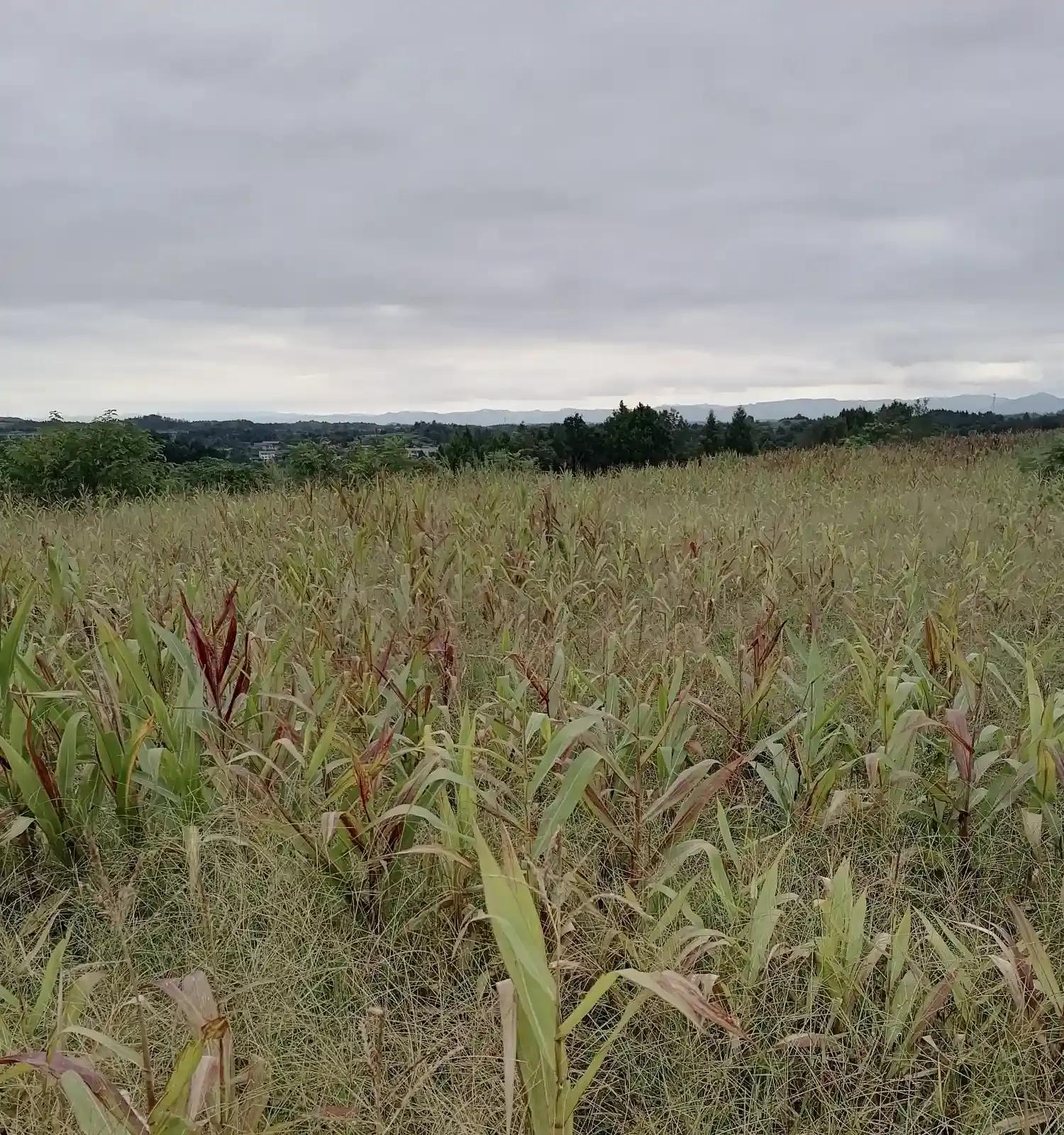 甘肃民勤大棚轮作让沙漠“闲田”变四季“忙田”
