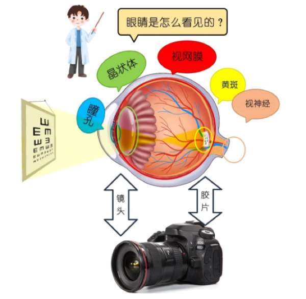 云大在《Nature》发文:已知最早脊椎动物有四只成像眼睛