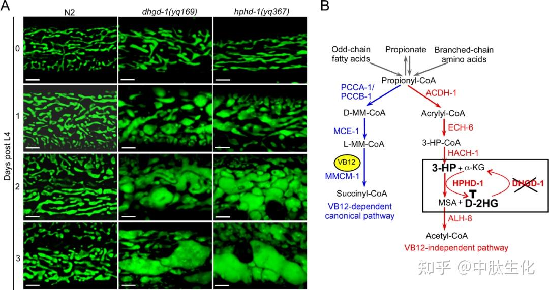 云大在《Nature》发文:已知最早脊椎动物有四只成像眼睛