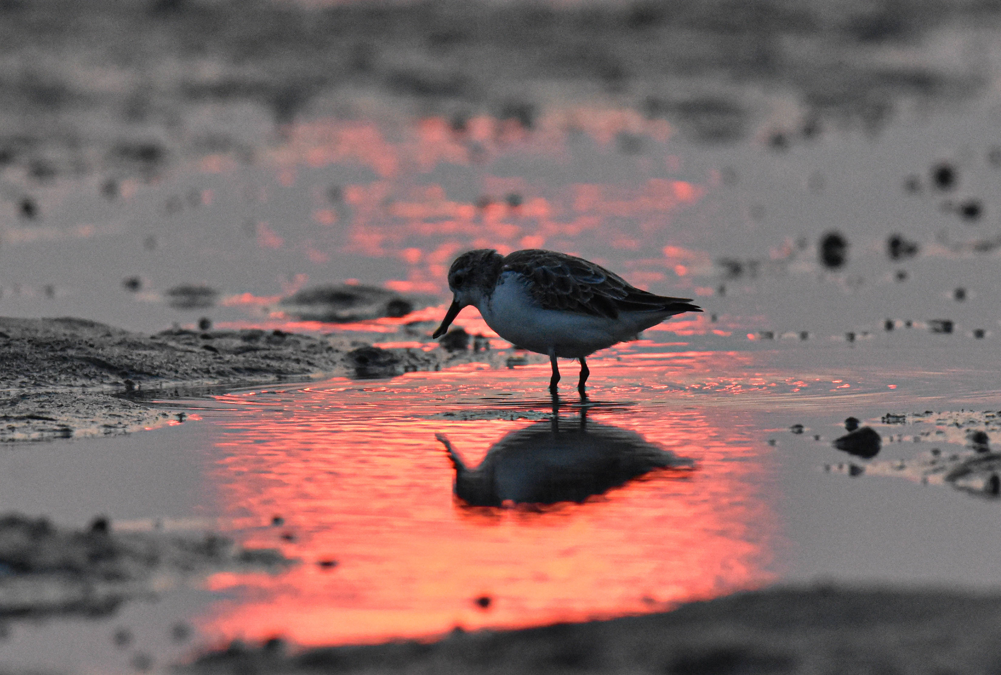 西藏越冬水鸟调查记