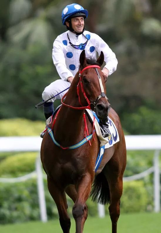 “香港马王”将出战一级赛“百周年纪念短途杯”