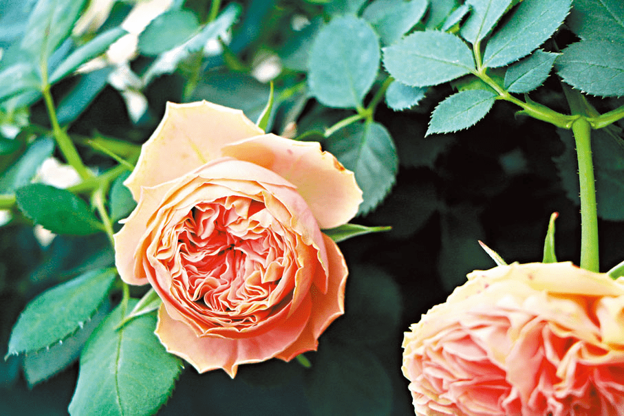 2025年云南鲜切花出口12.2亿元 连续7年全国第一