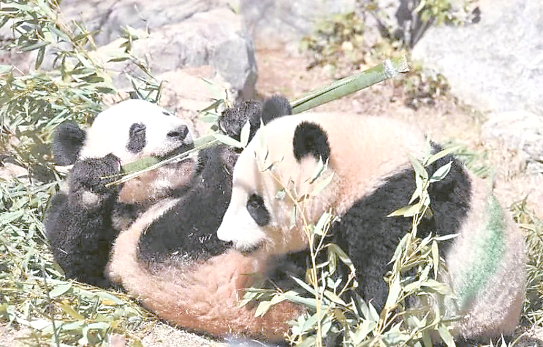 旅日大熊猫离开上野动物园启程回国 日本民众依依惜别