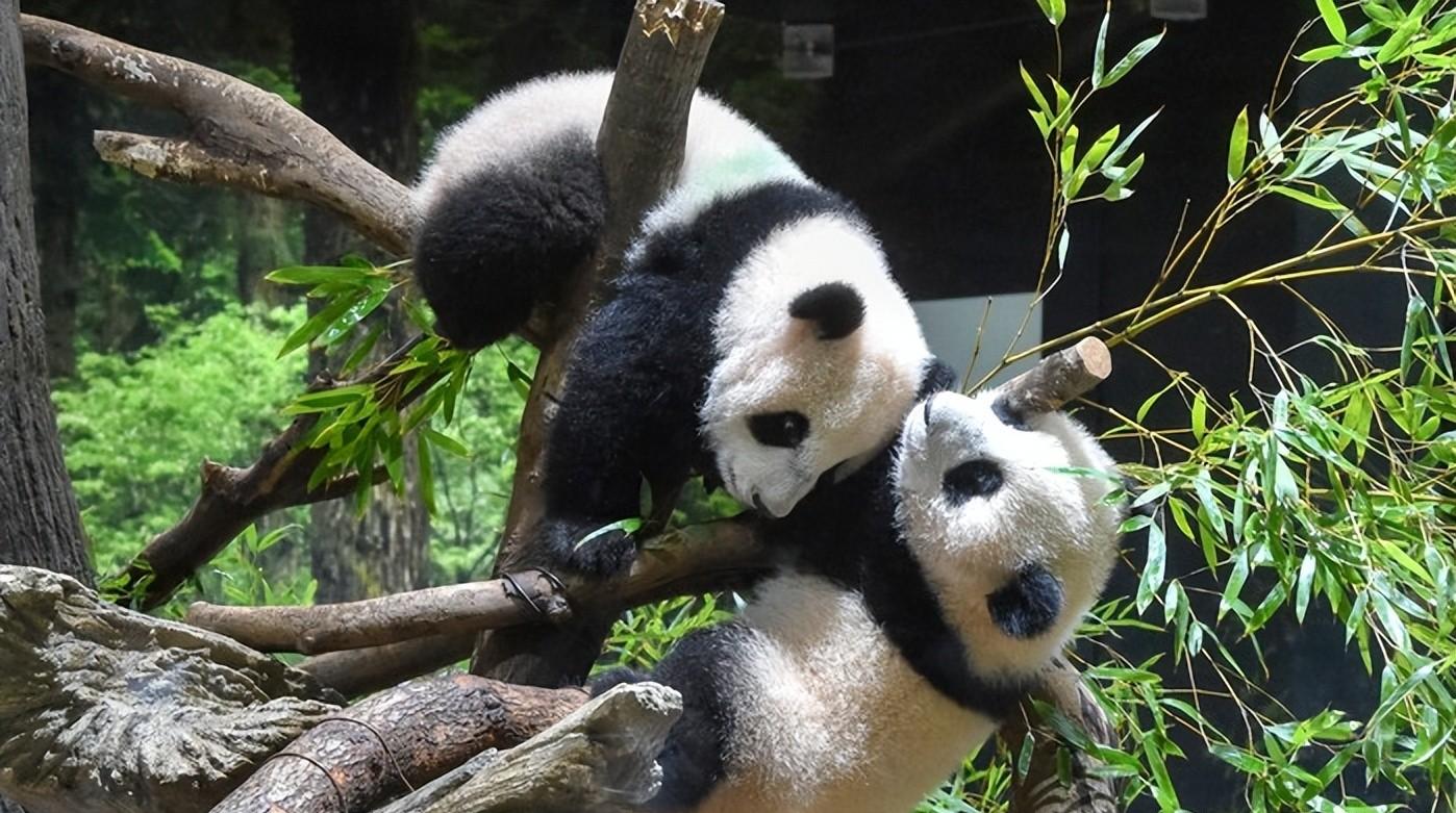 旅日大熊猫“晓晓”和“蕾蕾”踏上回国之旅