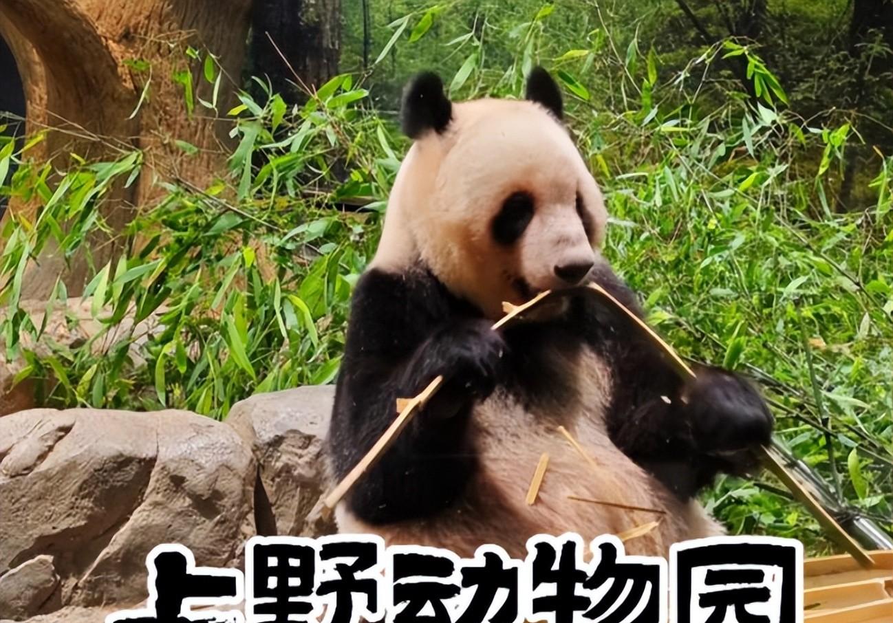 旅日大熊猫“晓晓”和“蕾蕾”踏上回国之旅