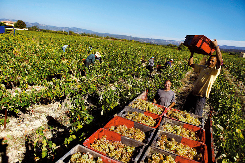 南非罐装水果业者:中国行业经验值得借鉴