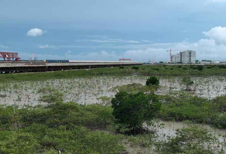 “十四五”广州累计营造与修复红树林234.2公顷