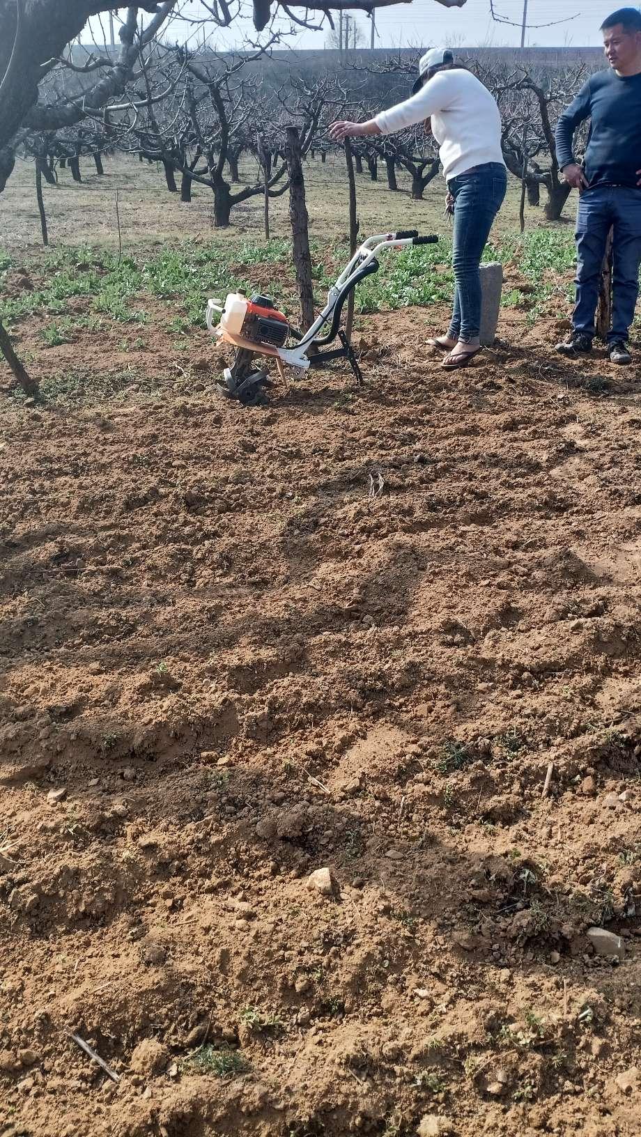 （乡村行・看振兴）福建永定：北菇南移 冬闲田变身“聚宝盆”