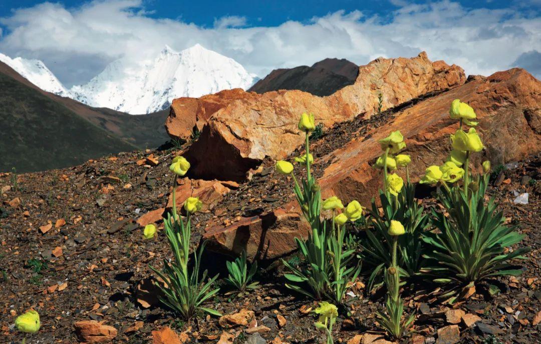 四川省政协委员建言冰雪经济发展:让“蜀山暖雪”变“金山银山”
