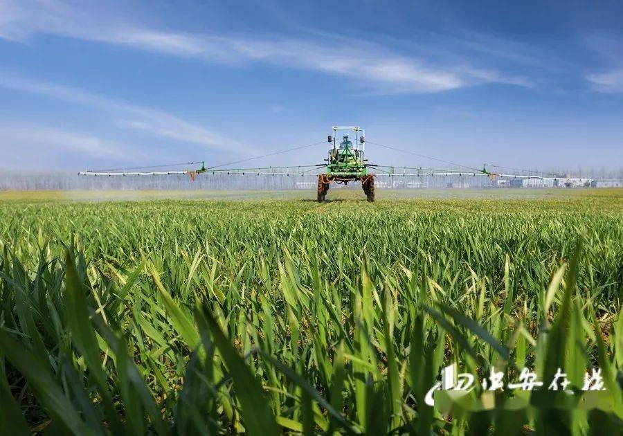 宁夏农产品加工业质效双升 产值突破千亿元