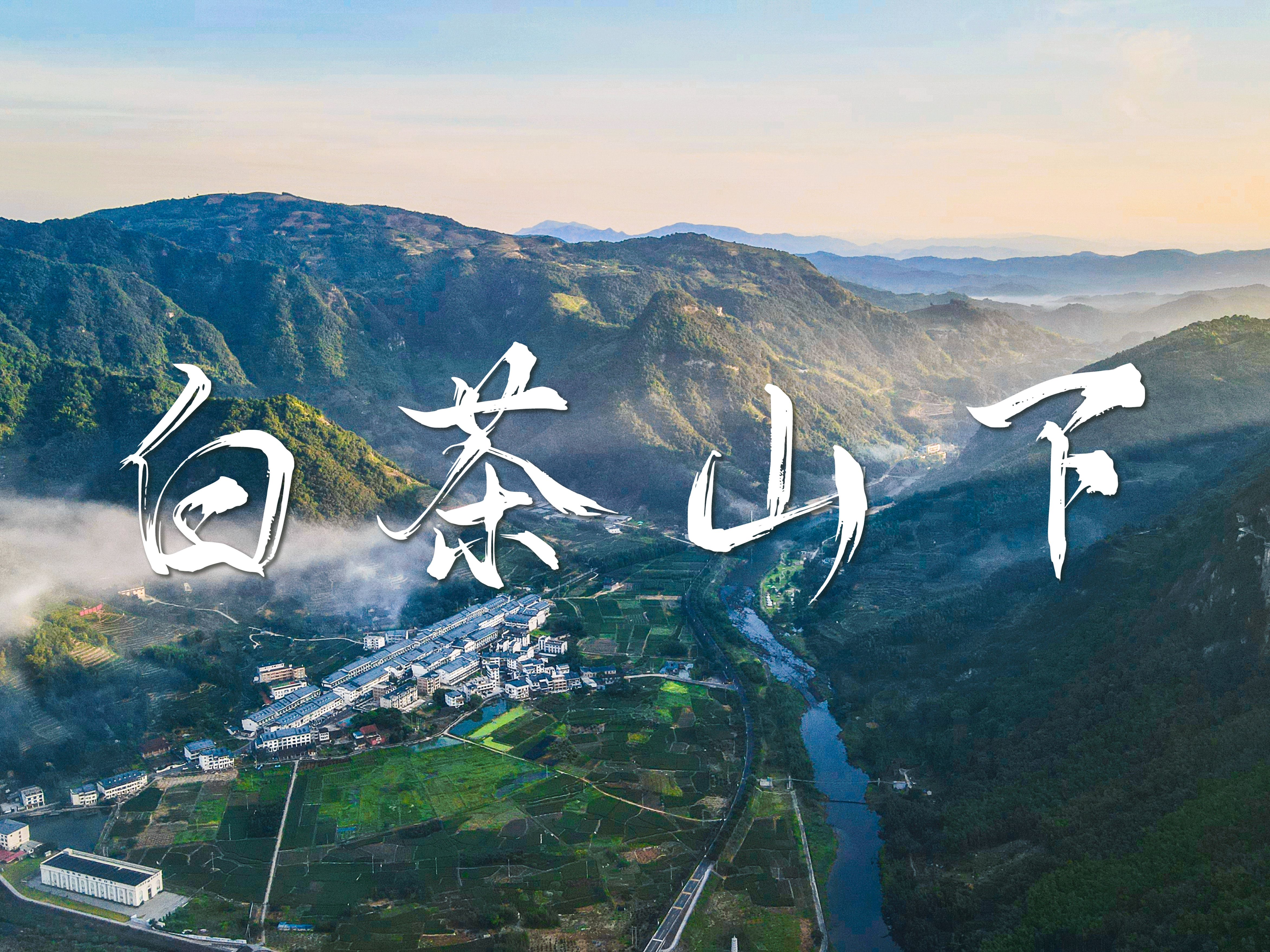 （走进中国乡村）浙江安吉“中国白茶第一村” 飘香山野市集