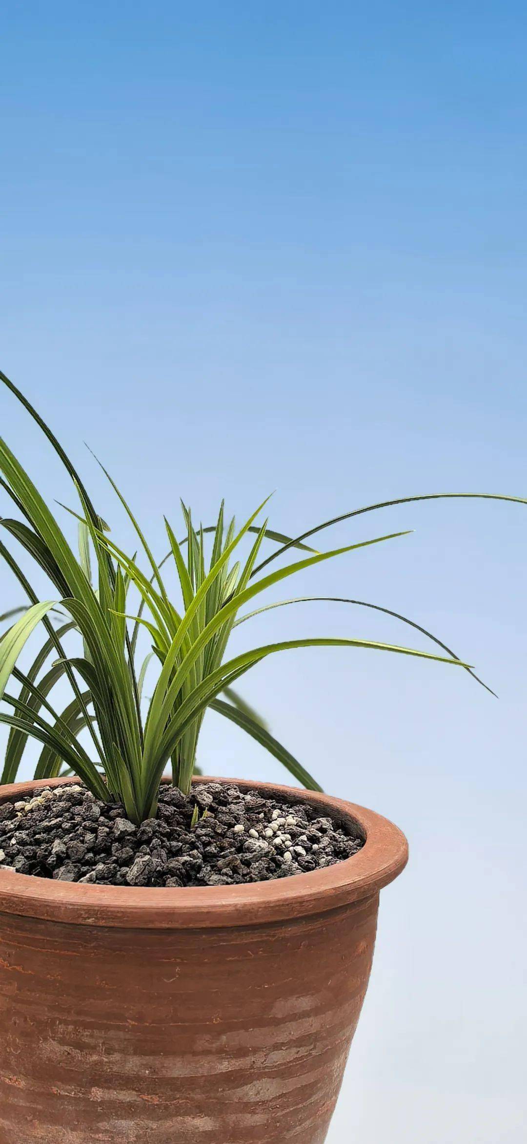 18.6亿富民产业！云南鹤庆兰博会邀兰友赏千种兰花