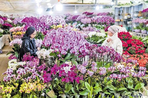 （新春走基层）秦岭脚下花正艳 西安年宵花迎销售热潮