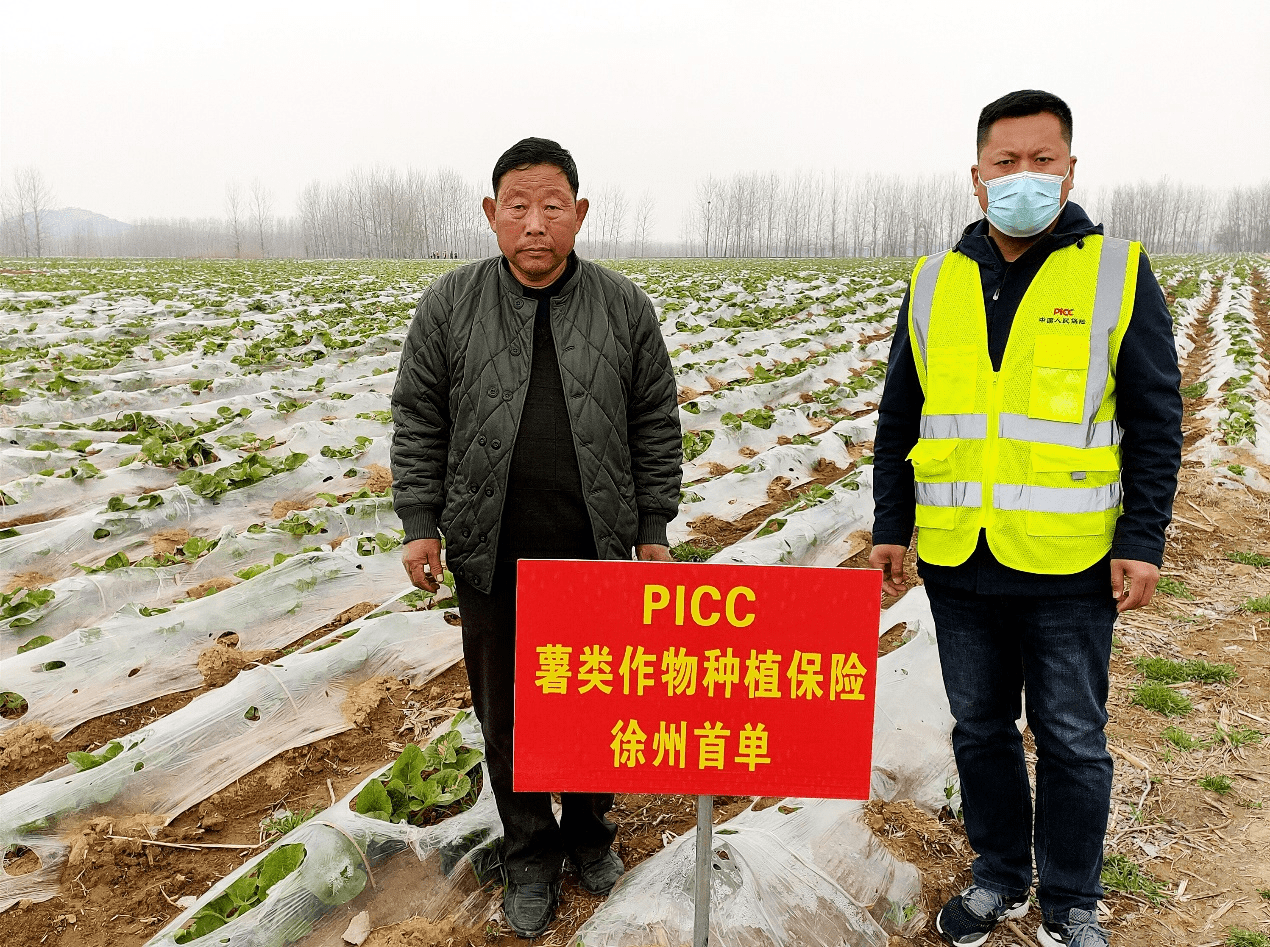 保险有温度,人保服务_红薯深加工行业市场分析：健康需求驱动下的结构性增长