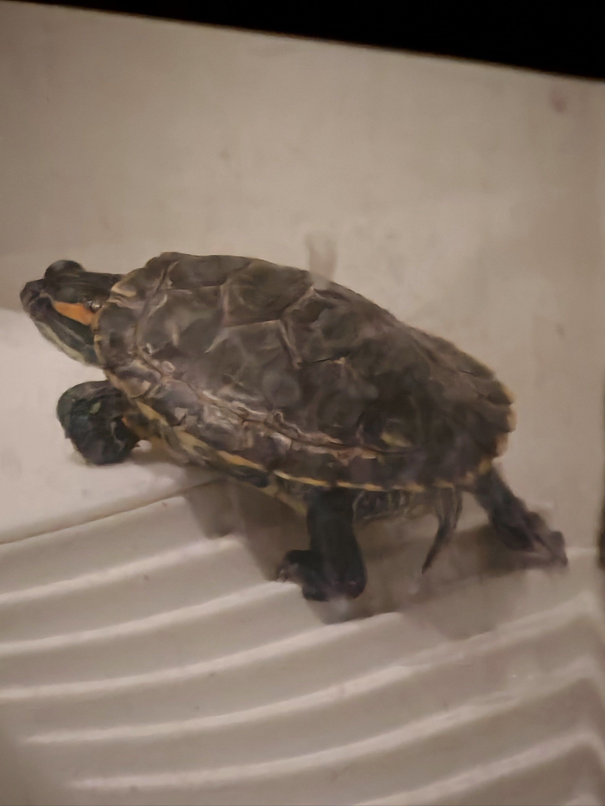 铁路部门：节后客流高峰时段增开夜间高铁列车