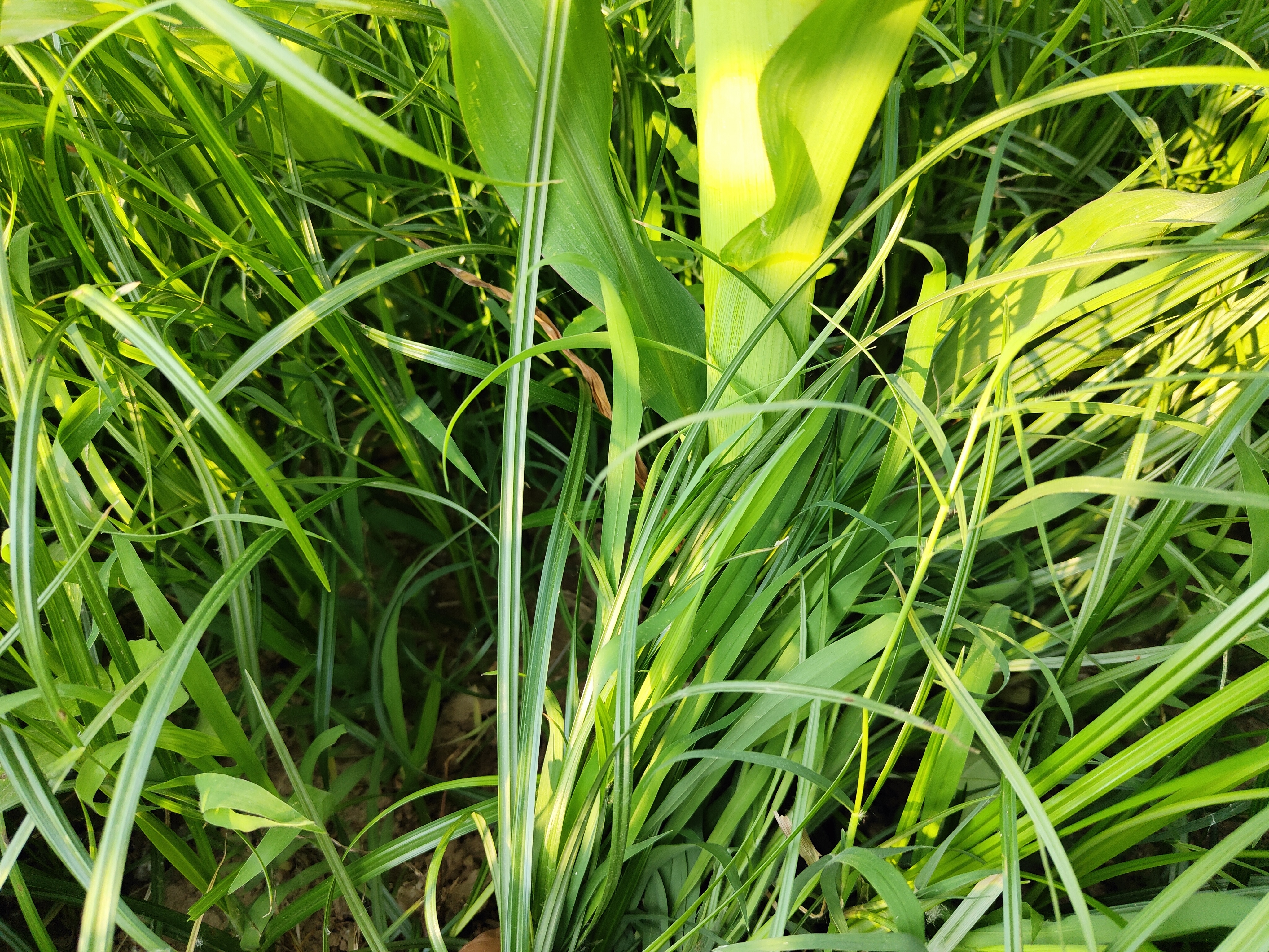 2026草甘膦产业:当“除草剂之王”遭遇“绿色审判”_人保财险政银保 ,拥有“如意行”驾乘险,出行更顺畅!