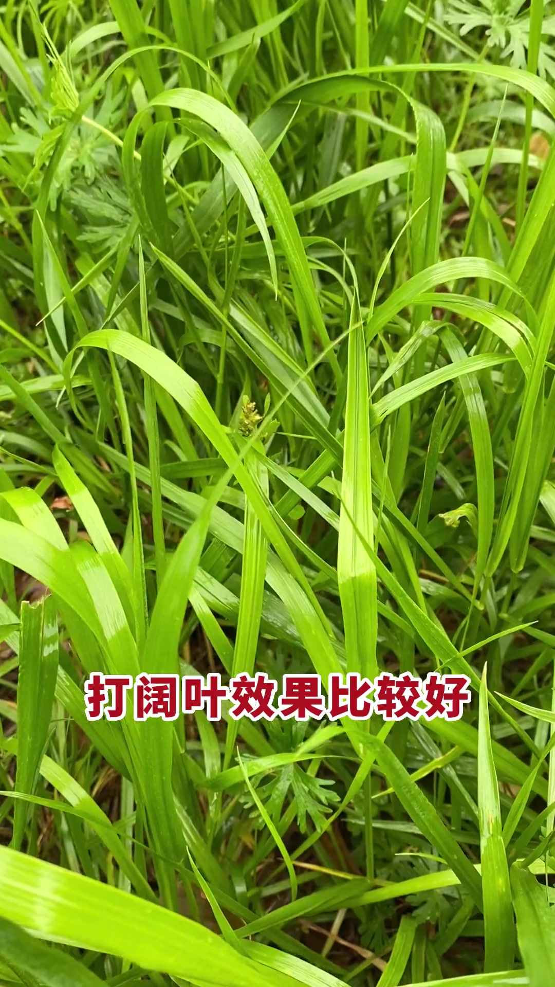 2026草甘膦产业:当“除草剂之王”遭遇“绿色审判”_人保财险政银保 ,拥有“如意行”驾乘险,出行更顺畅!