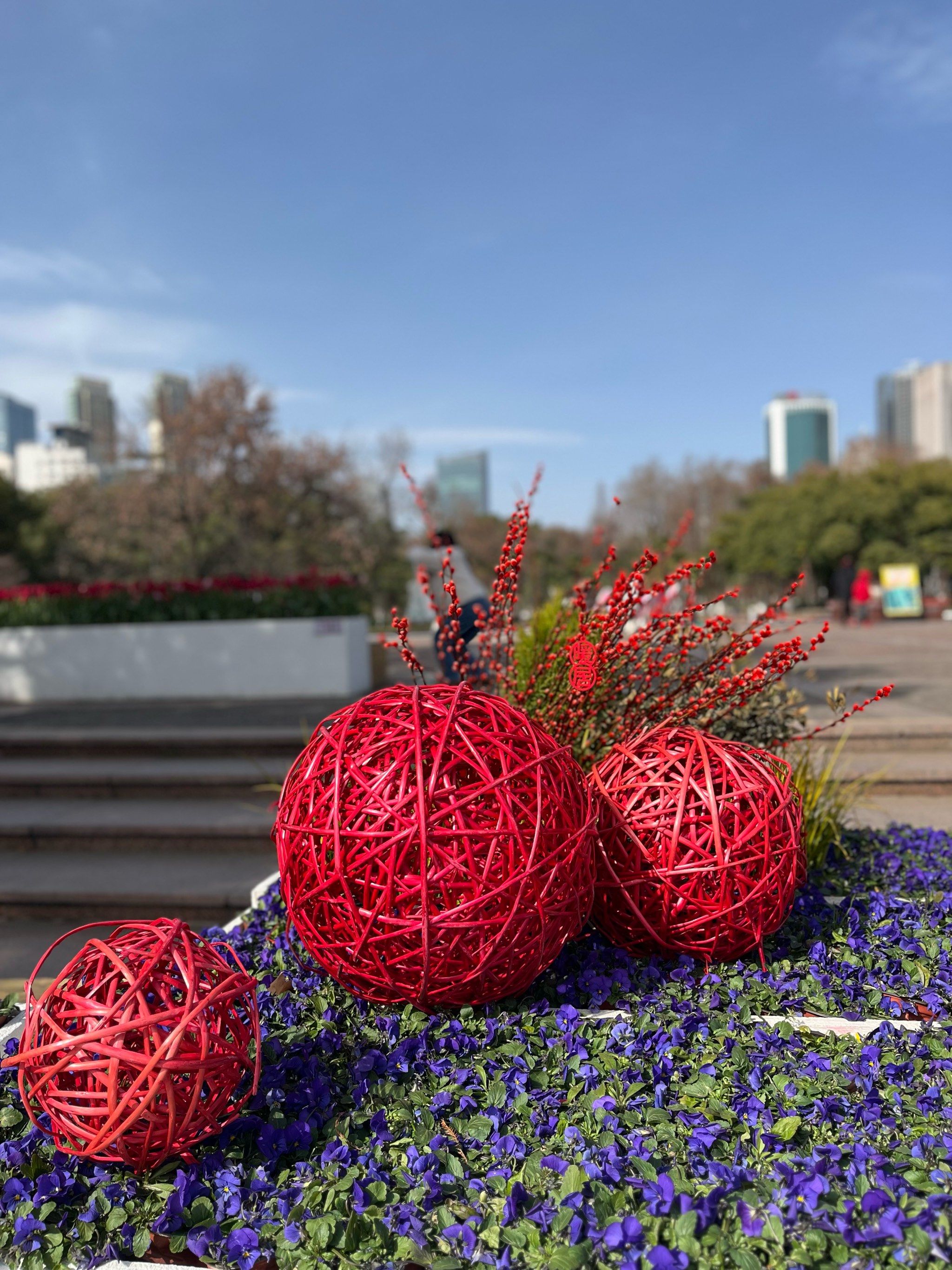 （新春走基层）桂林訾洲郁金香盛放 花海迎春年味浓