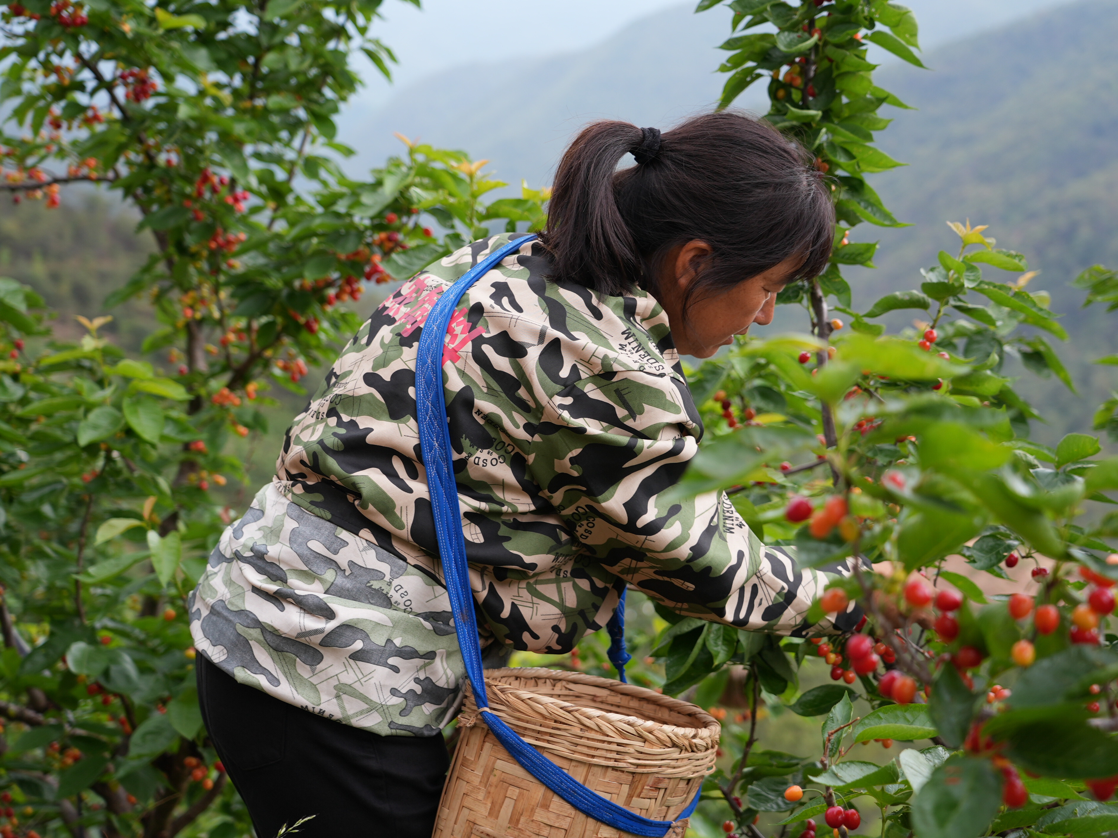 （新春走基层）贵州纳雍：万亩樱桃花开引客来