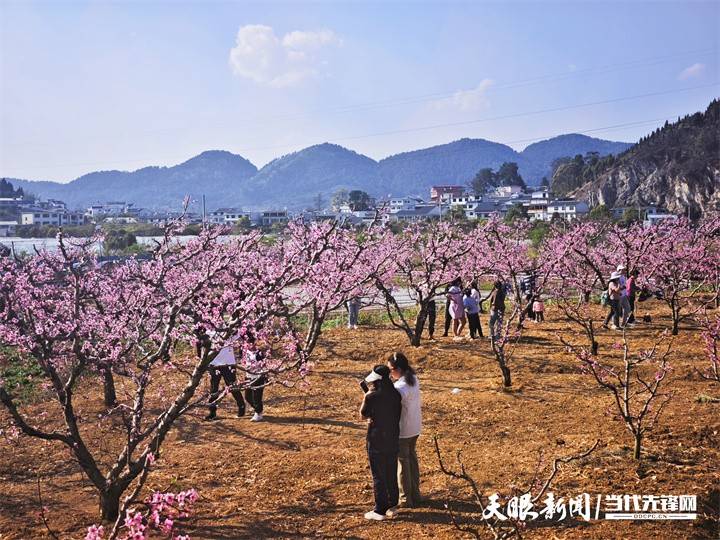 （新春走基层）贵州纳雍：万亩樱桃花开引客来